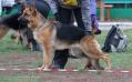 Enja @ GSD breed shows