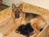 Romano Princess whith puppies (Q- Litter)