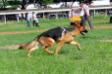 Lie's Movement @ the Coimbatore Kennel Club 2011 s
