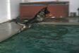 Dog pool pics