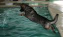 dog pool pics