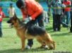 Puppy Seiger In Chennai Chapter  On Jan 7th-  2012