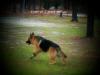 Akc German shepherd sire