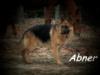 Akc German Shepherd Sire