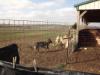 Arena A entry - covering sheep during gate closure