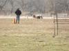 Sheep reach grain pan, dog still on drive.