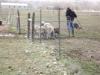 Sheep passing puddle