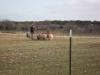 Preparing to release sheep from Pen