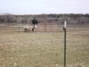 Sheep are released calmly