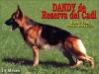 Dandy de Reserva del Cadi con 14 Meses