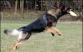 Ozzy playing Frisbee