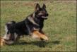 Ozzy playing Frisbee