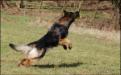 Ozzy playing Frisbee