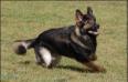 Ozzy playing Frisbee