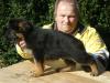 First puppies of Fritz from kennel Aurum Zwinger