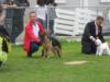 Umbra at Cyprus International dog show 