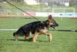 1st Place at Urbo's First Sieger Show 26/2/12