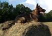 Barry on a Hay Bale