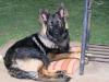 Kato at work & home.