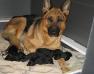 V Deca Haus Juris and her pups