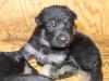 puppies 3