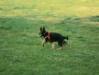 dux 3-5 months