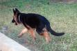 dux 3-5 months