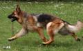 Bibi moving 2