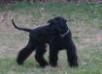 GIANT SCHNAUZER BLACK