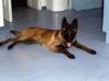 Breeding malinois female