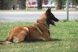 Breeding malinois female