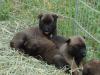 Breeding malinois female