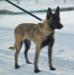 Breeding malinois female