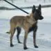 Breeding malinois female