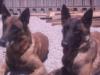 Breeding Malinois female