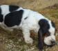 puppy basset hound