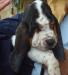 puppy basset hound