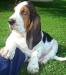 puppy basset hound