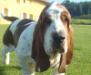 basset hound