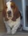 basset hound