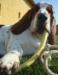 basset hound