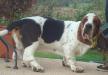 basset hound