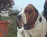 basset hound