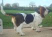basset hound