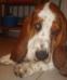 basset hound