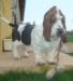 basset hound