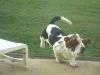 basset hound 