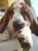 basset hound portrait