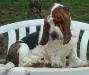 basset hound