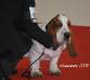basset hound